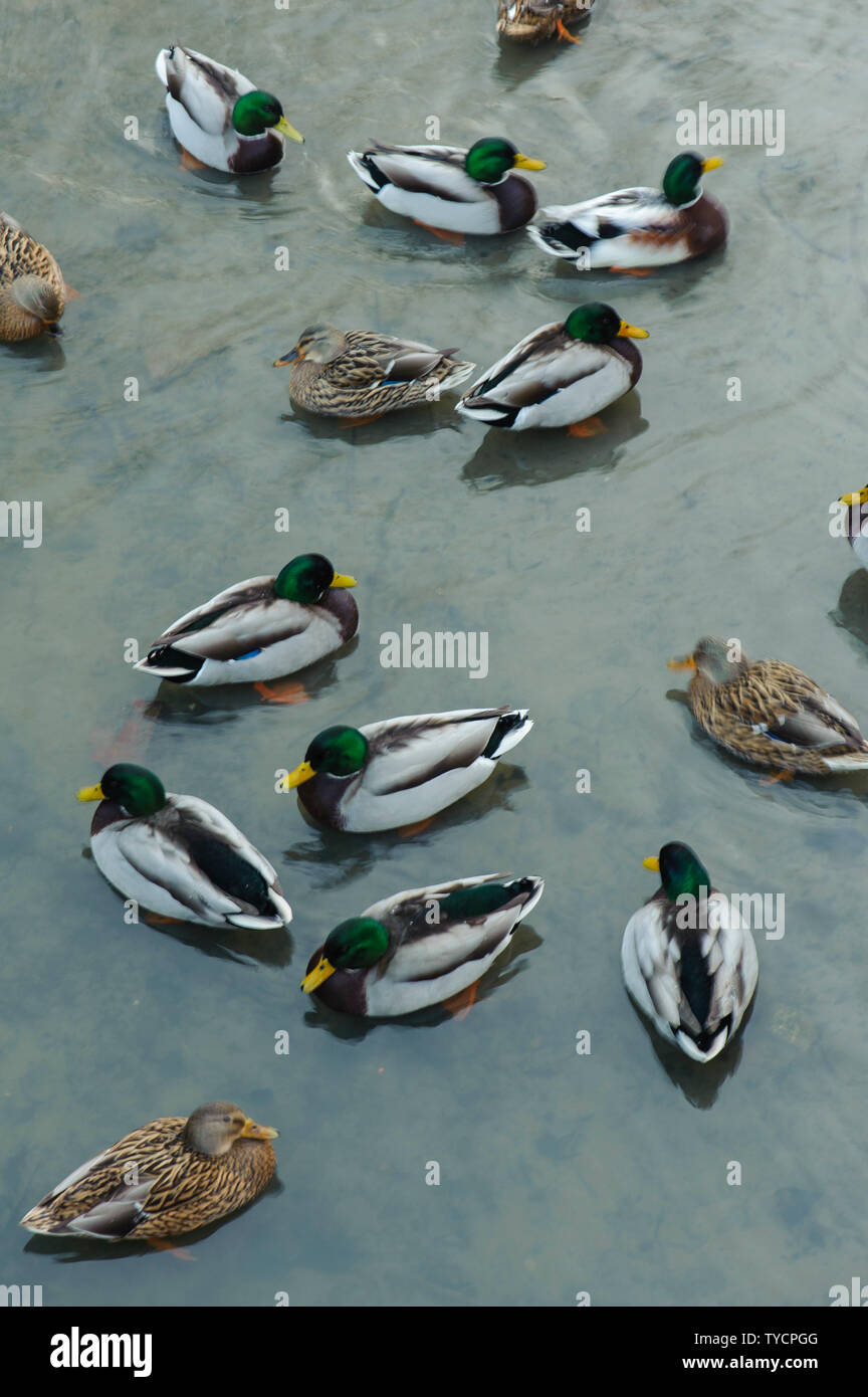 Il Germano Reale, Bassa Sassonia, Germania, Anas platyrhynchos Foto Stock