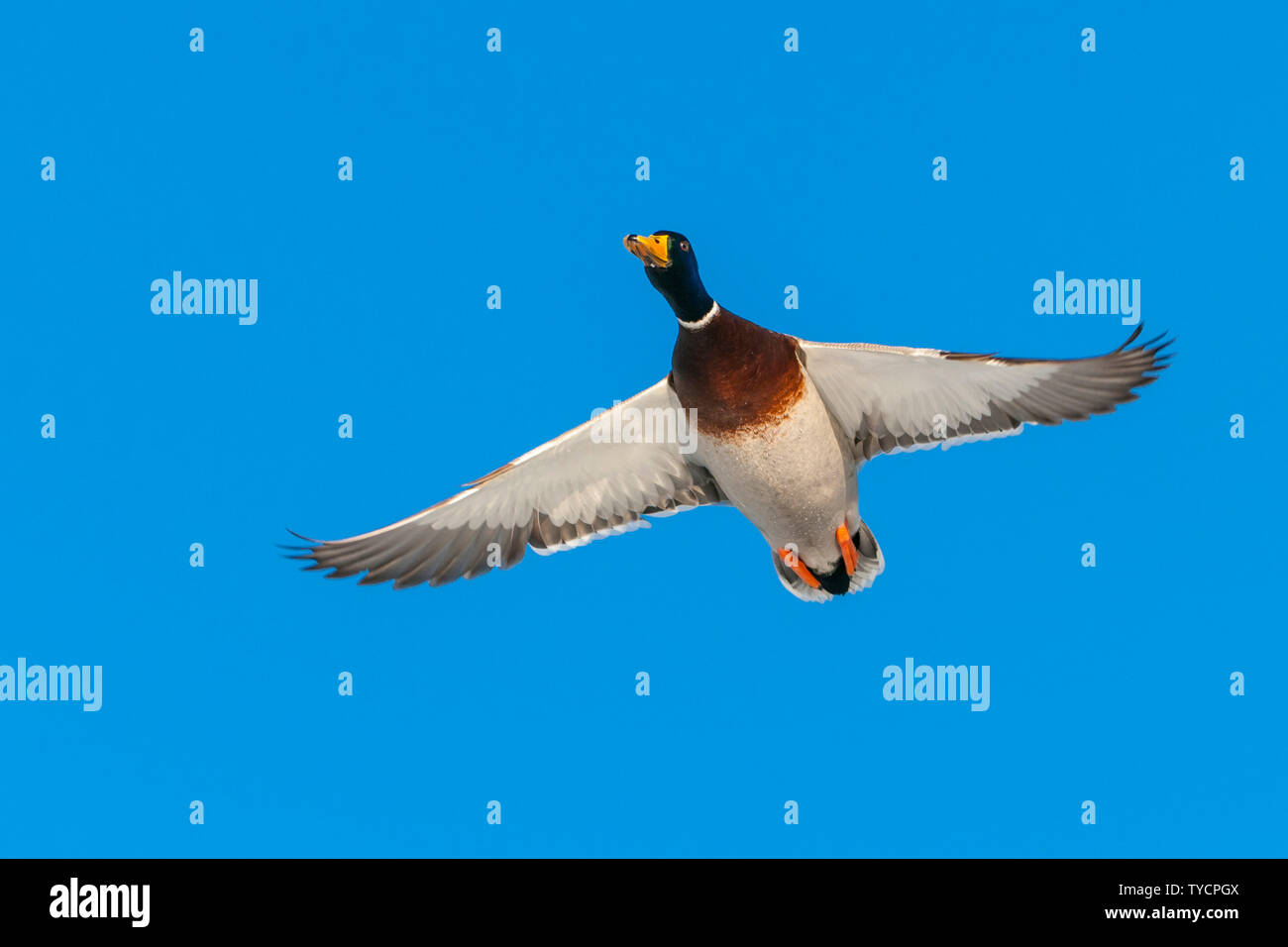 Il Germano Reale, drake, Bassa Sassonia, Germania, Anas platyrhynchos Foto Stock