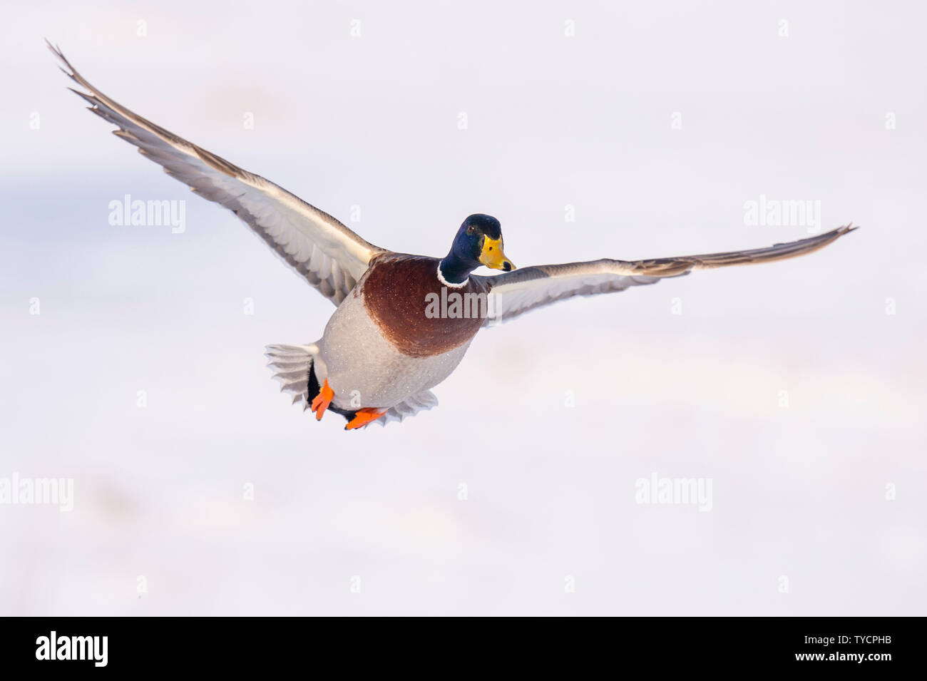 Il Germano Reale, drake, Bassa Sassonia, Germania, Anas platyrhynchos Foto Stock