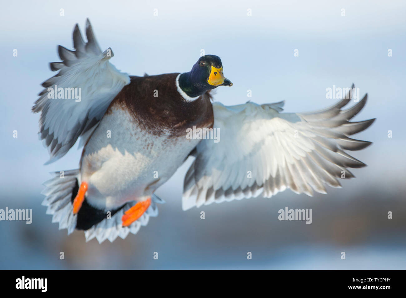 Il Germano Reale, drake, Bassa Sassonia, Germania, Anas platyrhynchos Foto Stock