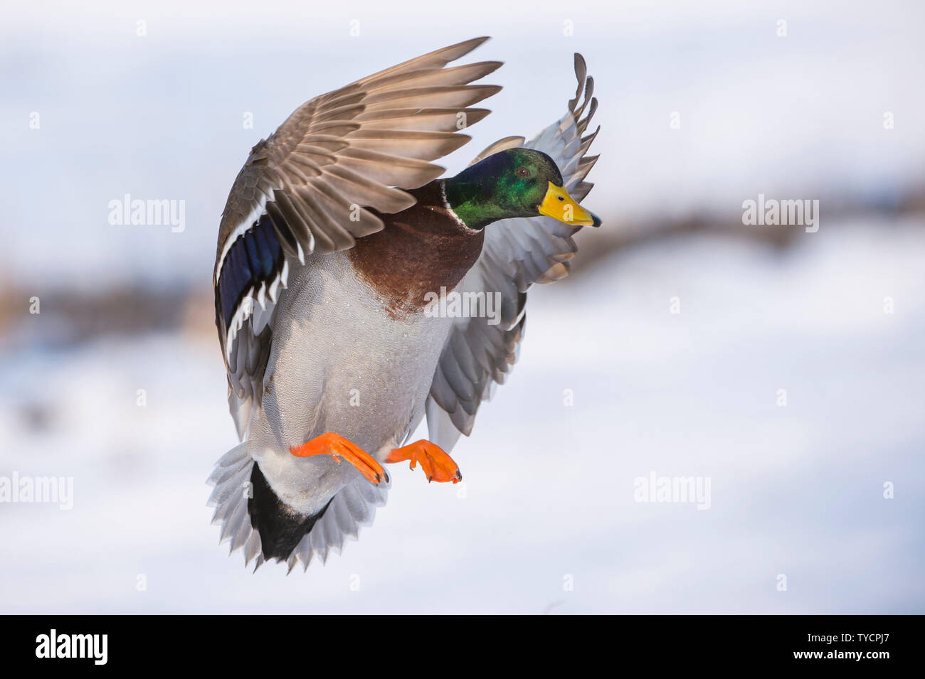 Il Germano Reale, drake, Bassa Sassonia, Germania, Anas platyrhynchos Foto Stock