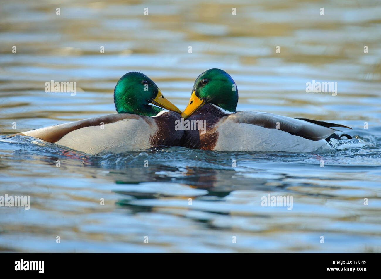 Il Germano Reale, drake, Bassa Sassonia, Germania, Anas platyrhynchos Foto Stock