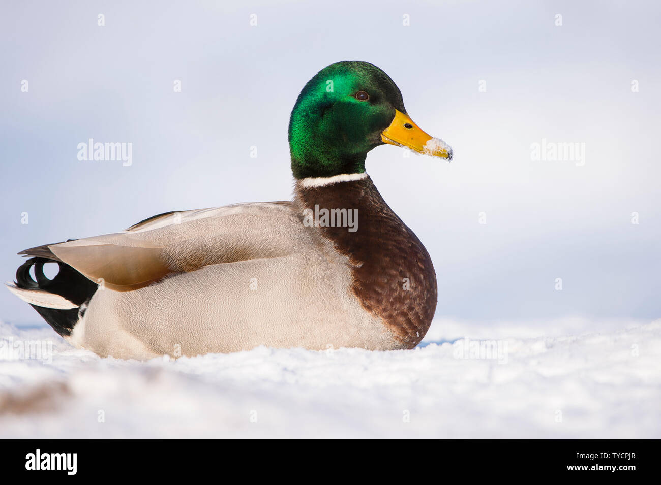 Il Germano Reale, drake, Bassa Sassonia, Germania, Anas platyrhynchos Foto Stock