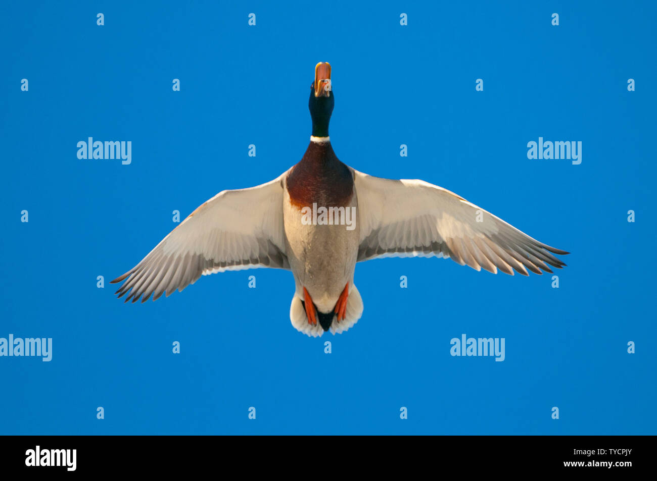 Il Germano Reale, drake, Bassa Sassonia, Germania, Anas platyrhynchos Foto Stock