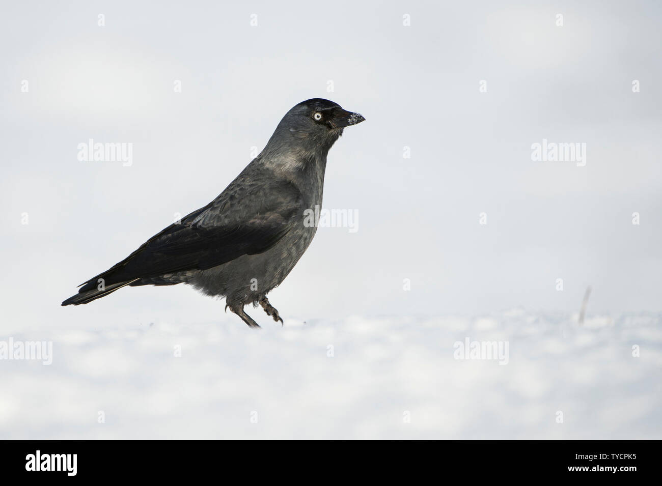 Taccola Corvus monedula Foto Stock