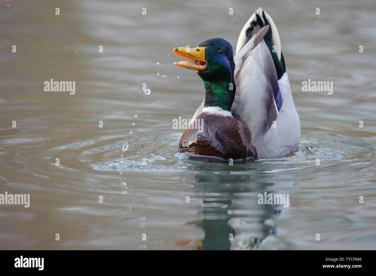 Il Germano Reale, drake, Bassa Sassonia, Germania, Anas platyrhynchos Foto Stock