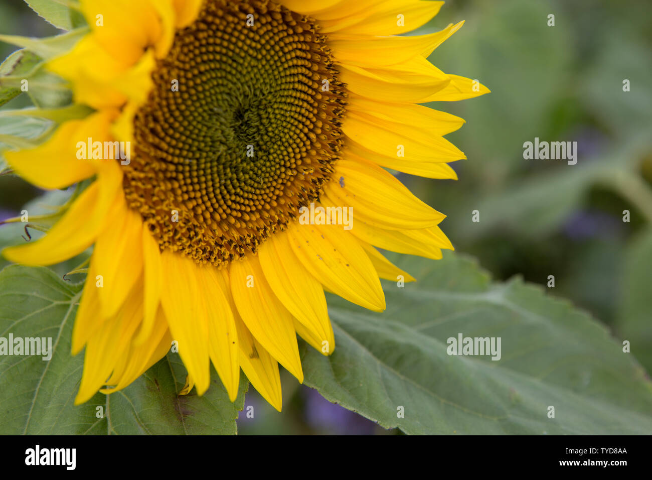 Girasole close up, Boarhills, St. Andrews Fife, Scozia. Foto Stock