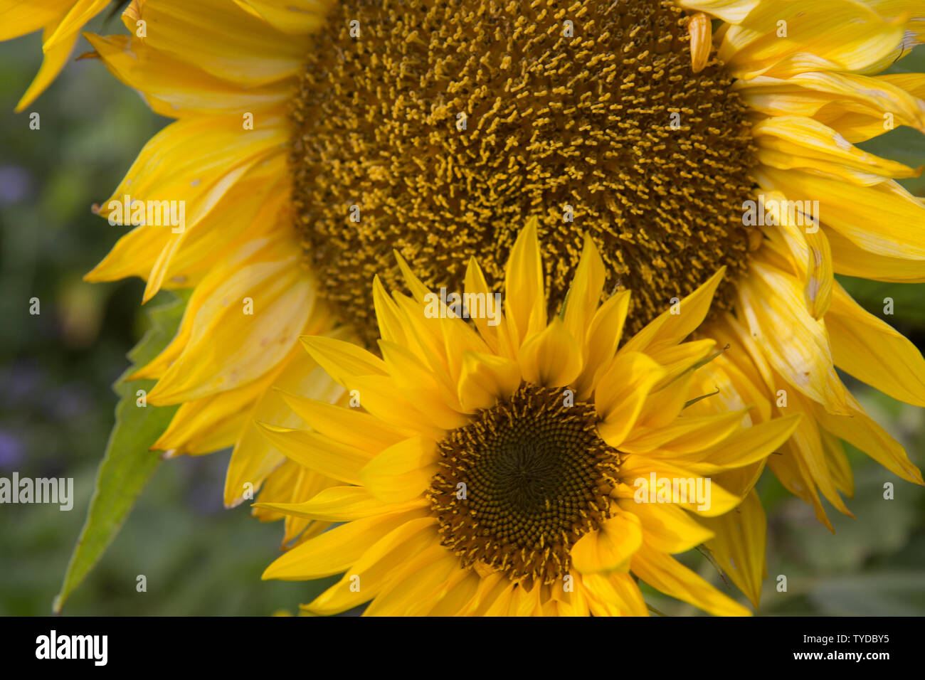 Girasole close up, Boarhills, St. Andrews Fife, Scozia. Foto Stock