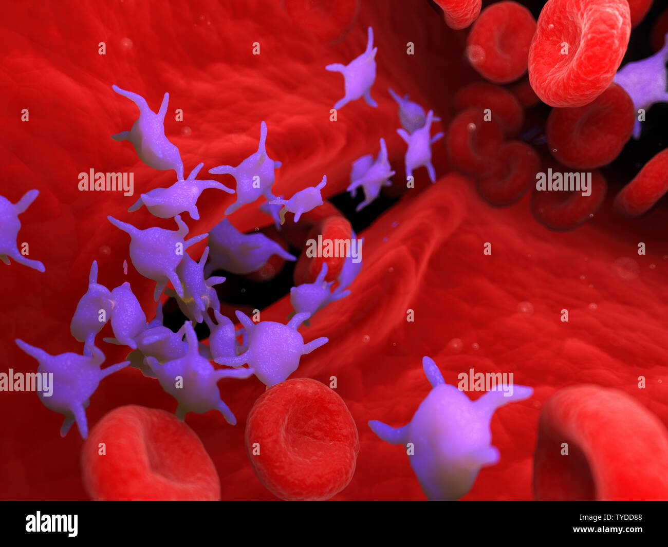 3D Rendering accurato dal punto di vista medico illustrazione di attiva le piastrine del sangue Foto Stock
