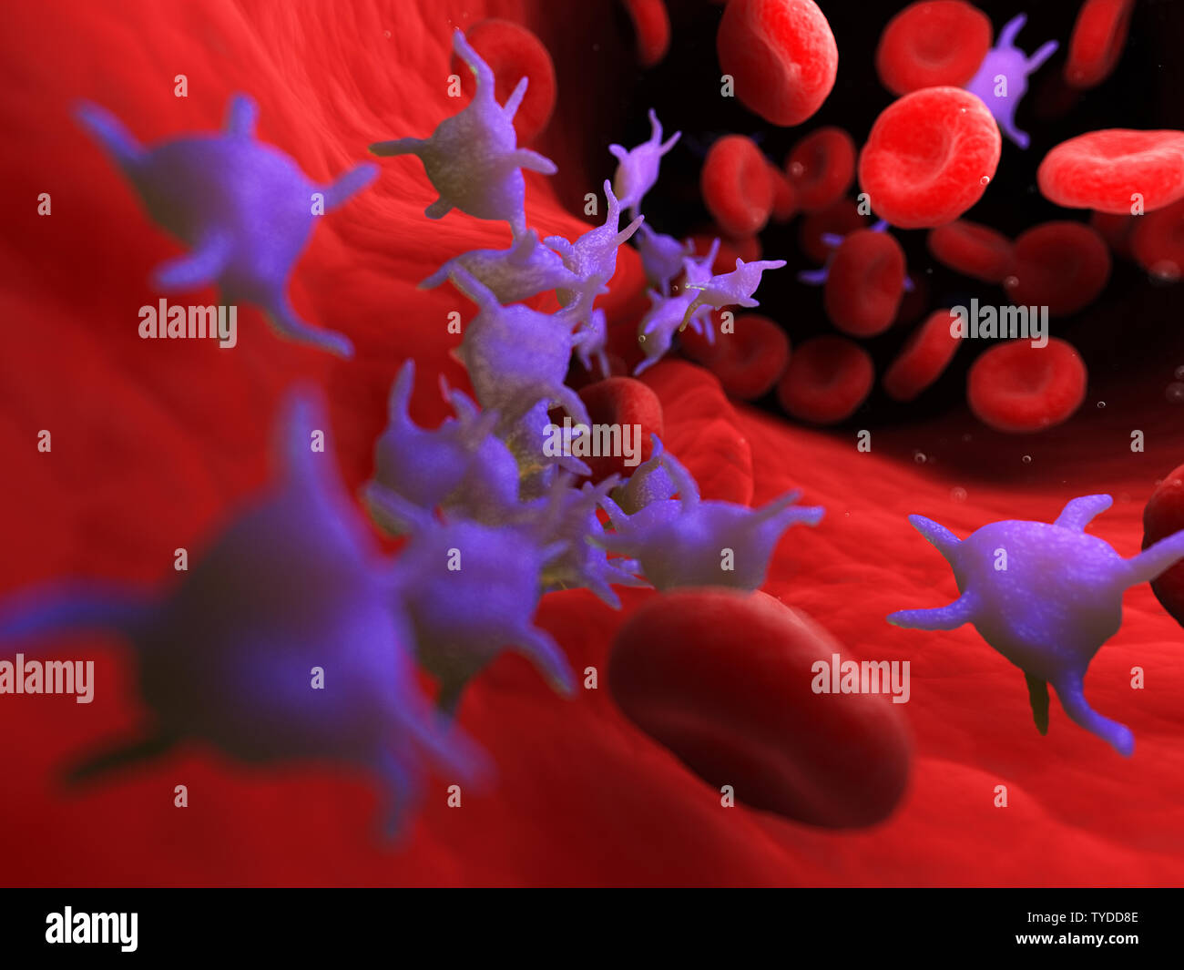 3D Rendering accurato dal punto di vista medico illustrazione di attiva le piastrine del sangue Foto Stock
