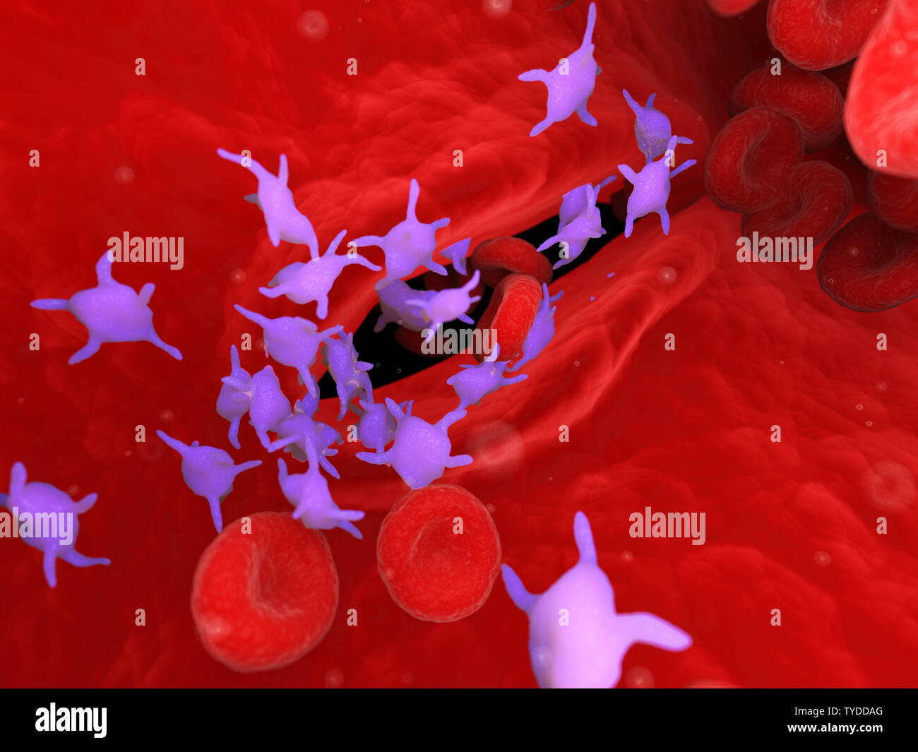 3D Rendering accurato dal punto di vista medico illustrazione di attiva le piastrine del sangue Foto Stock
