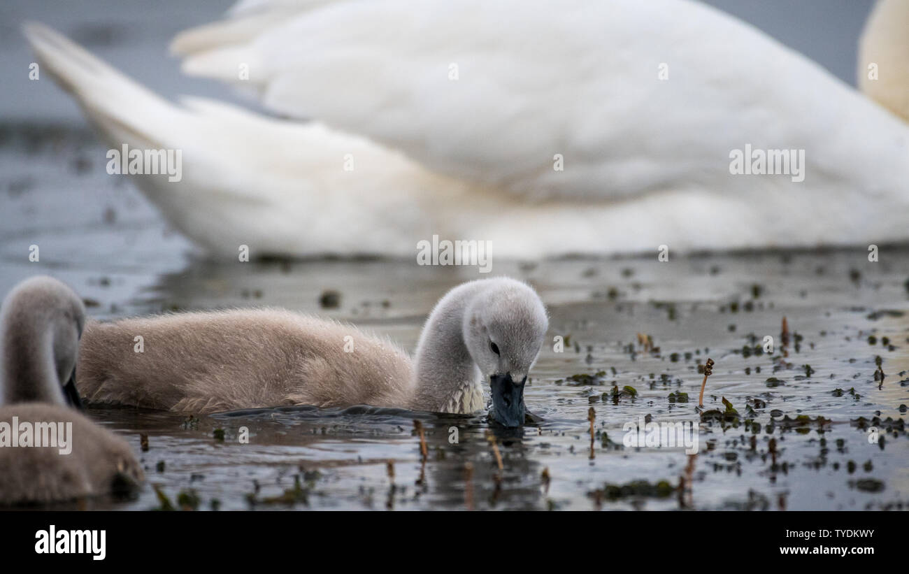 Isolato bella famiglia di cigni, genitori e ragazzi in wild- Delta del Danubio Romania Foto Stock