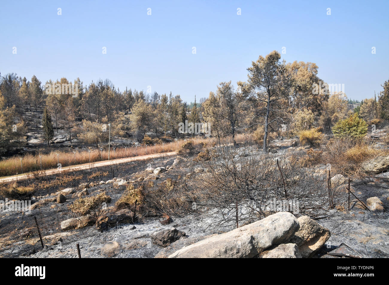 Il 23 maggio 2019, un incendio in un bosco devastato il villaggio di Mevo Modiim, Israele. Bruciato la circostante foresta Estaol Foto Stock