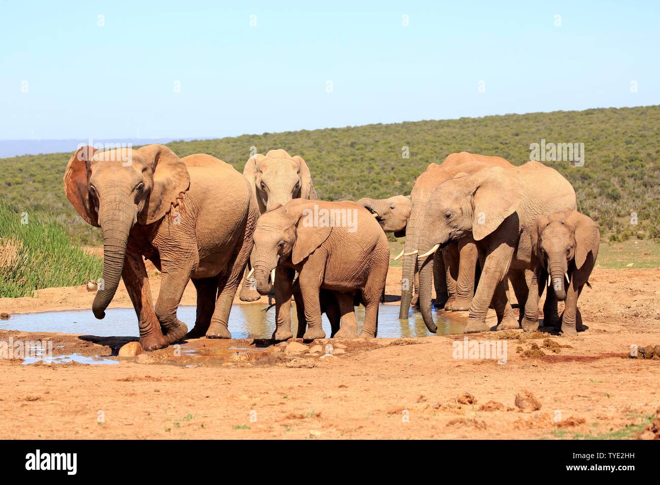 L'elefante africano (Loxodonta africana), allevamento, adulti e giovani animali bevendo al waterhole, gruppo, Addo Elephant National Park, Capo orientale Foto Stock