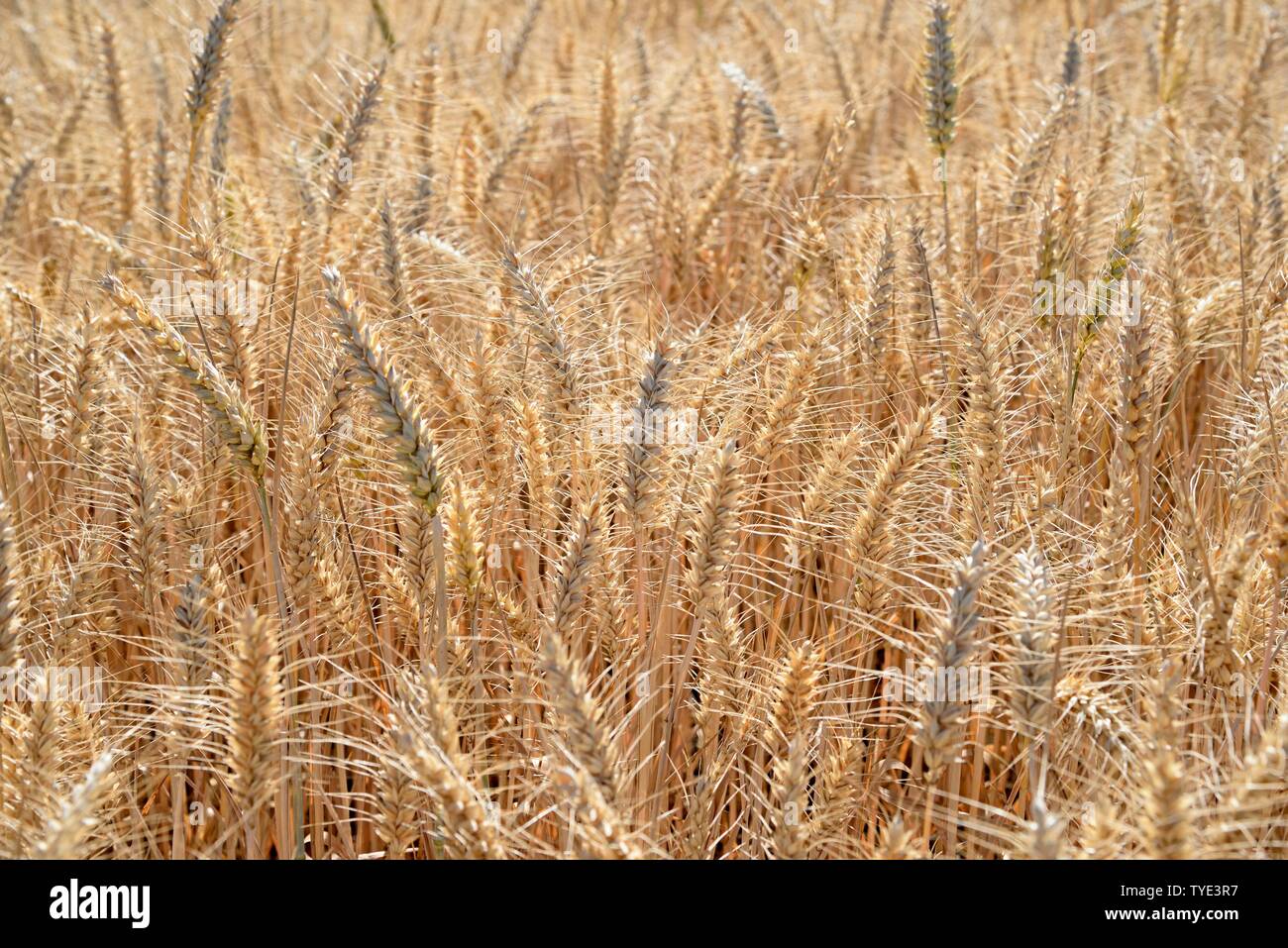 Campo di grano (Triticum L.), Hesse, Germania Foto Stock