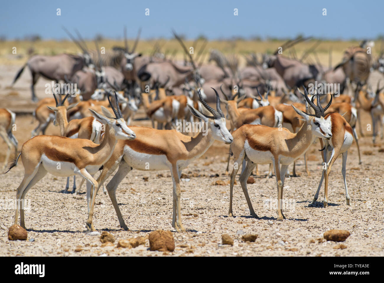 Springbok - Antidorcas marsupialis, bella antelop iconica dalla Southern African cespugli e pianure, il Parco Nazionale di Etosha, Namibia. Foto Stock