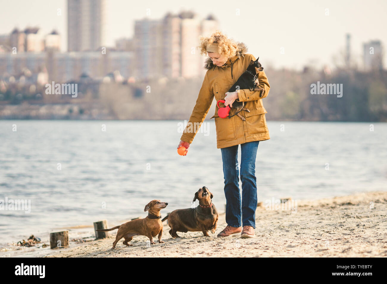 La donna gioca con i cani. I piccoli animali e i cani di formazione e di educazione dei cani. Compagno di animali domestici concetto. Compagno di animali domestici concetto. cane amante.Caucasian lady con tre Foto Stock