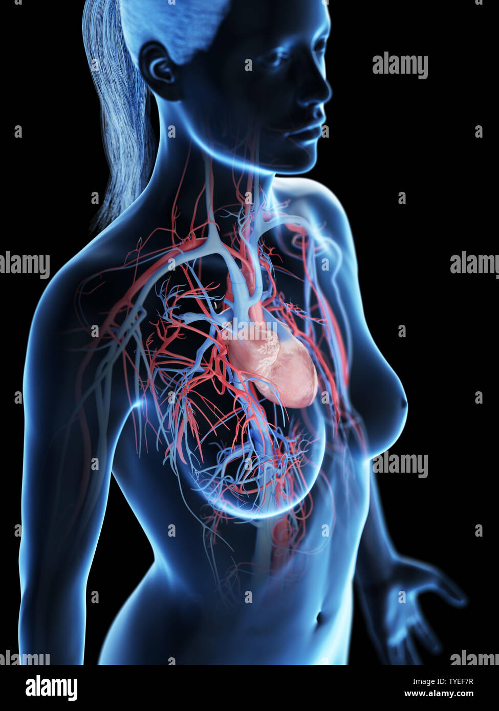 3D Rendering accurato dal punto di vista medico illustrazione della femmina del sistema vascolare Foto Stock