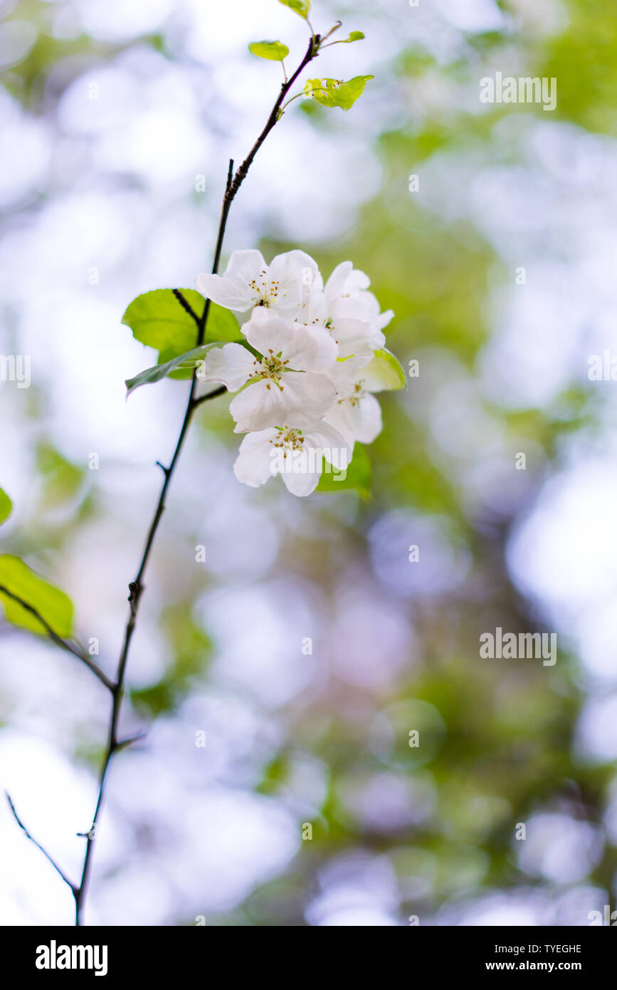 Molla albero blossom Foto Stock