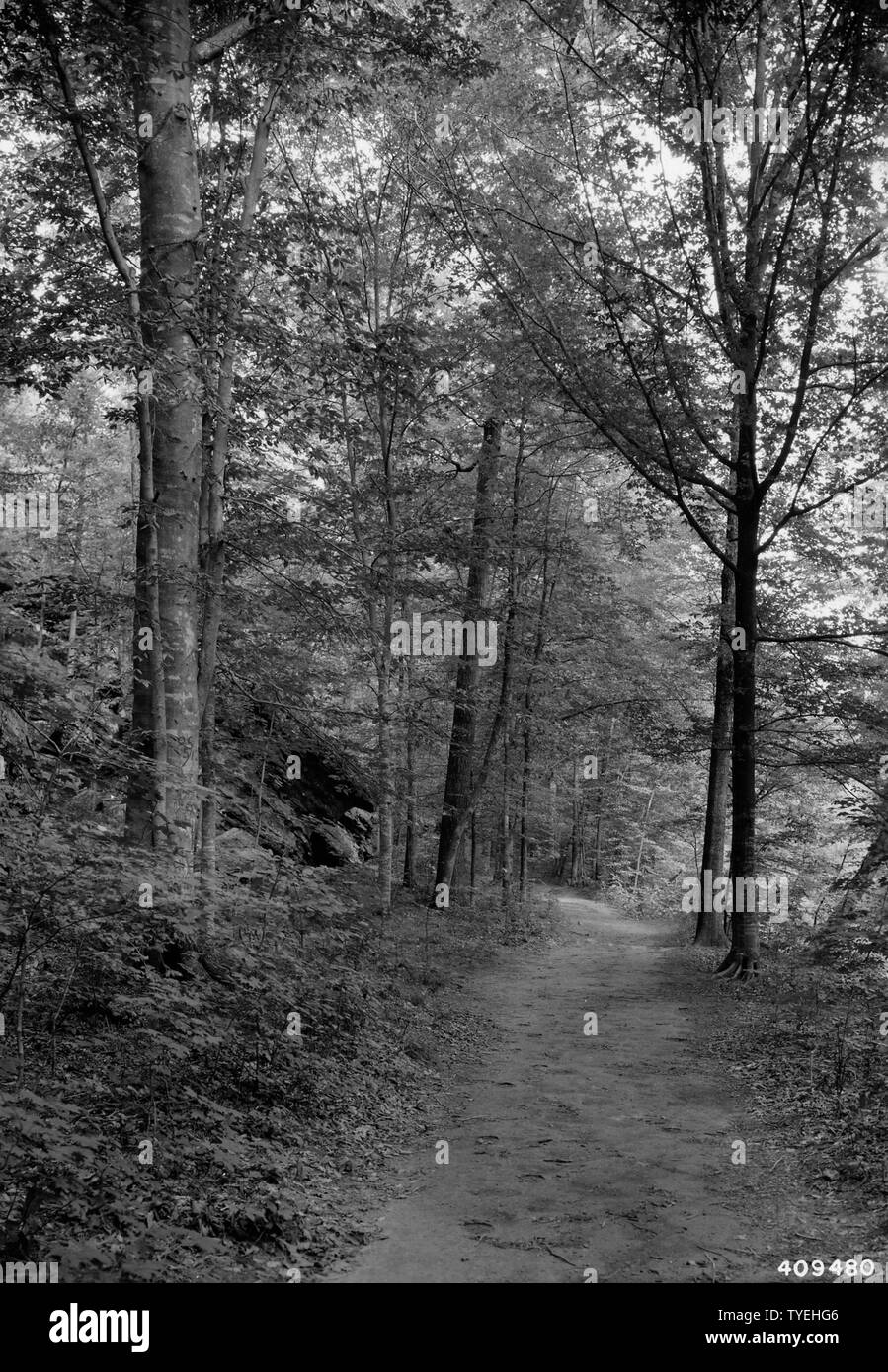 Fotografia di scena di bosco presso Bell Smith molle Recreation Area, campo di applicazione e il contenuto: didascalia originale: il bosco scena Bell Smith molle Recreation Area. Foto Stock