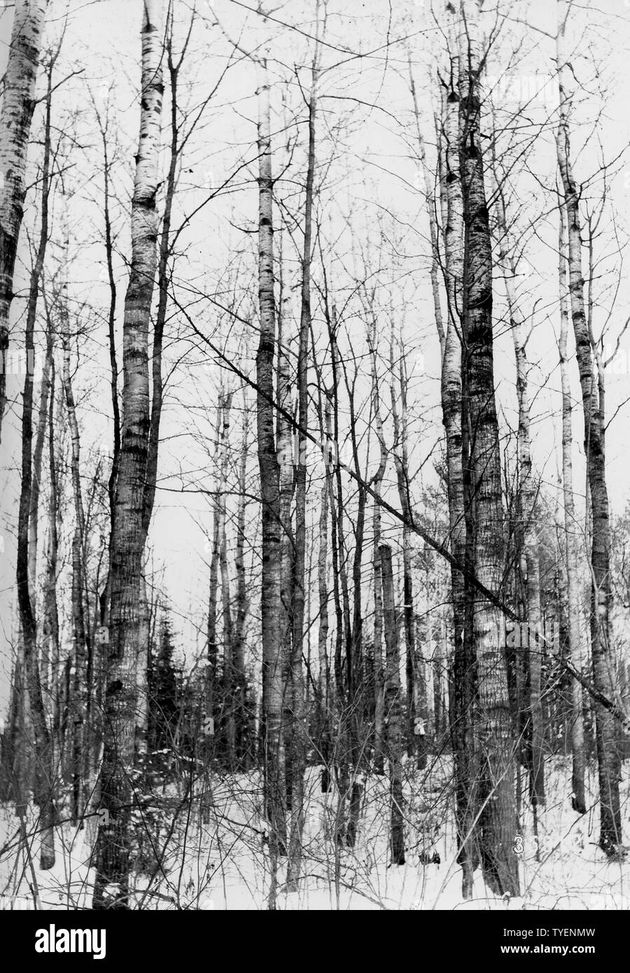 Fotografia di un cavalletto di Aspen in Minnesota; L'ambito e il contenuto: didascalia originale: un cavalletto di Aspen (Populus tremuloides) Minn. (Probabilmente Cass county.). Foto Stock