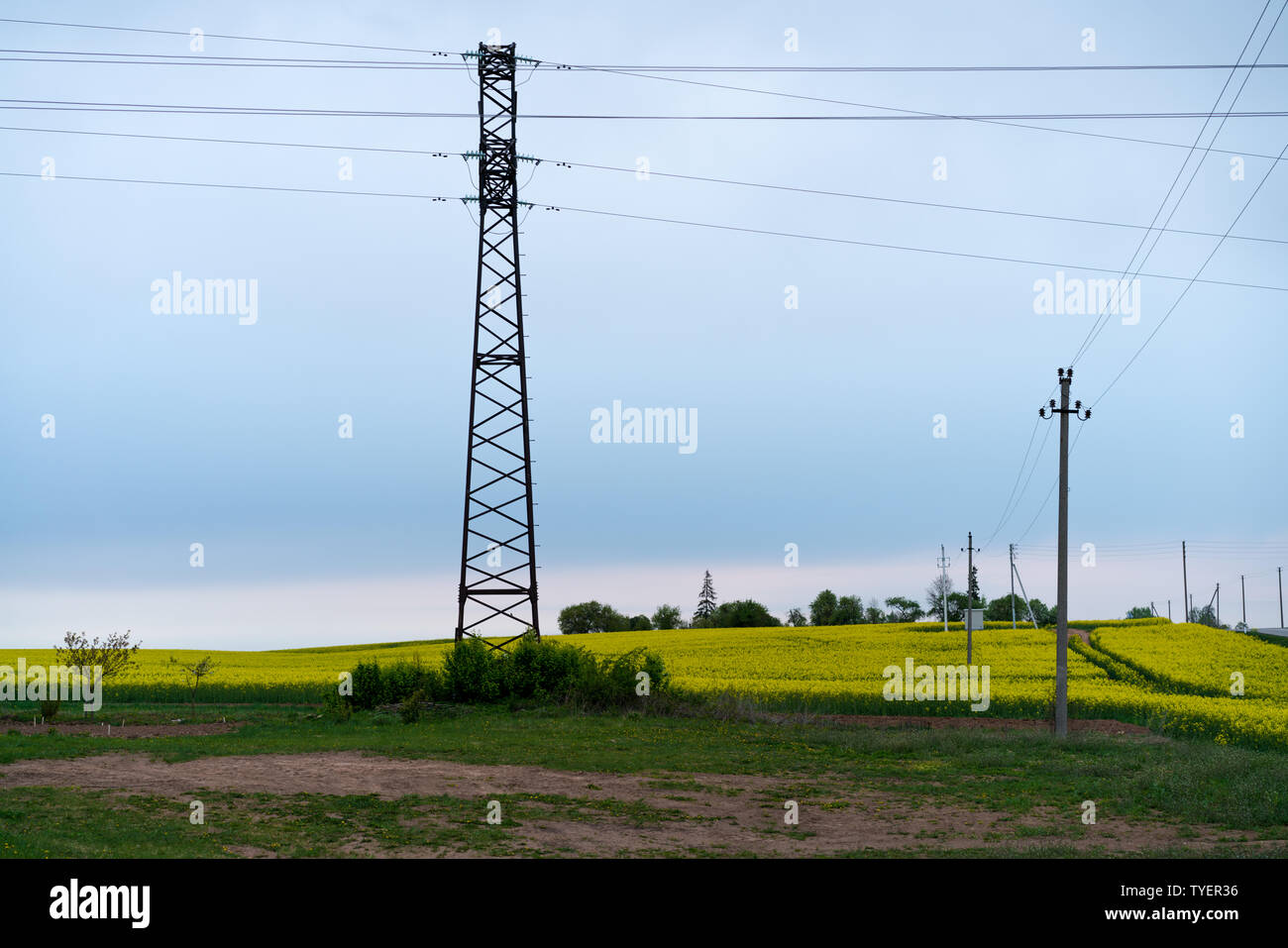 Paesaggio di colza gialli campi in fiore con le linee di alimentazione e di poli di utilità in background Foto Stock