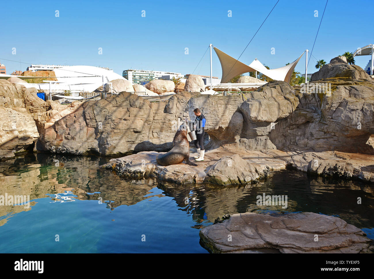 Spagna, Valencia, Città delle Scienze e delle arti, oceanografo, il più grande parco oceanografico in Europa, Sea Lion visualizza Foto Stock