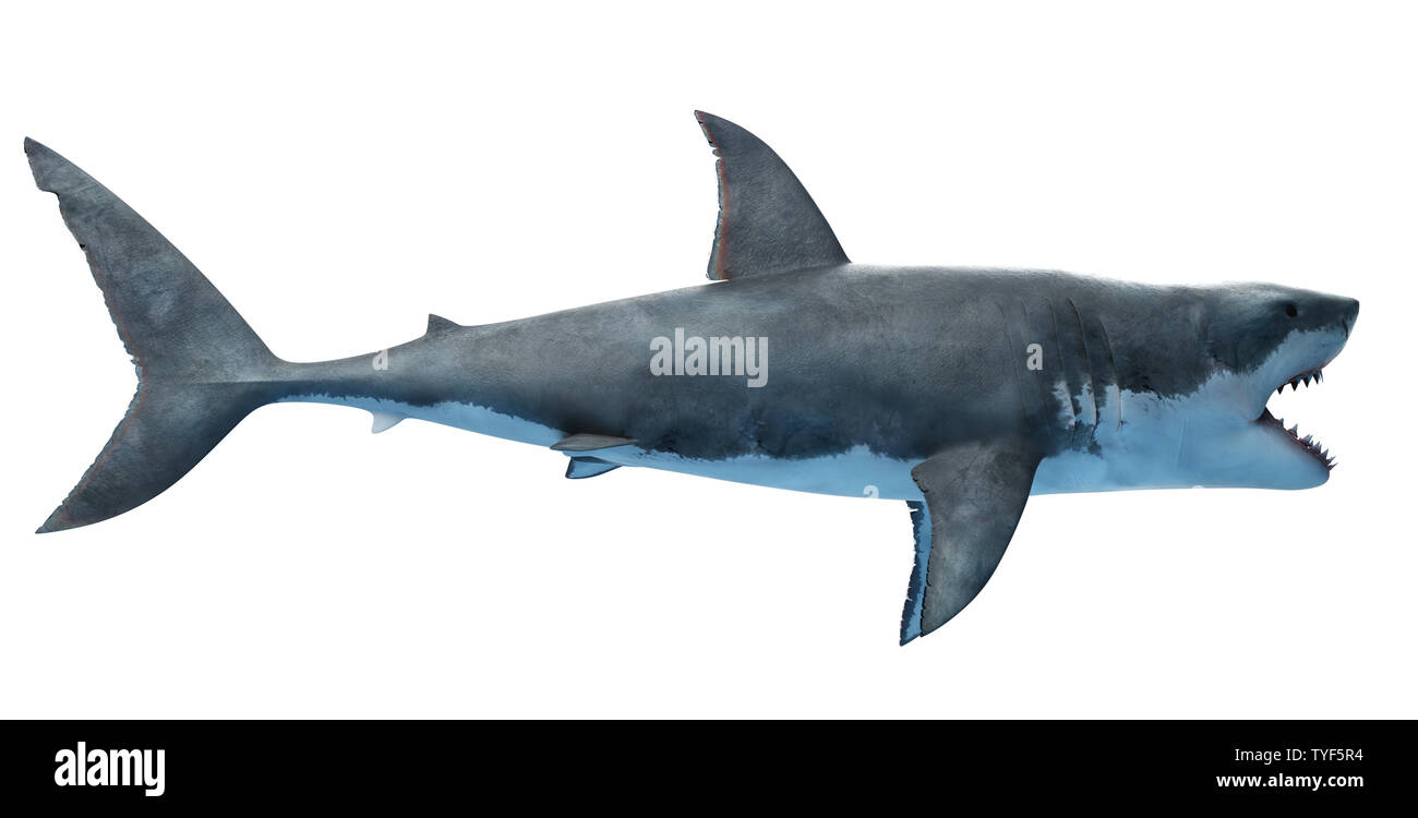 3d reso illustrazione di un grande squalo bianco Foto Stock
