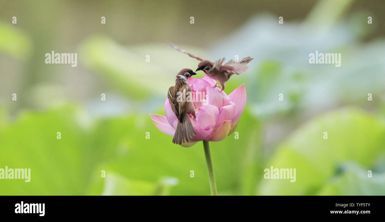 (190626) -- Pechino, 26 giugno 2019 (Xinhua) -- Due passeri sono visto su un fiore di loto al Zizhuyuan Park di Pechino, capitale della Cina, 26 giugno 2019. (Xinhua/Liu Xianguo) Foto Stock