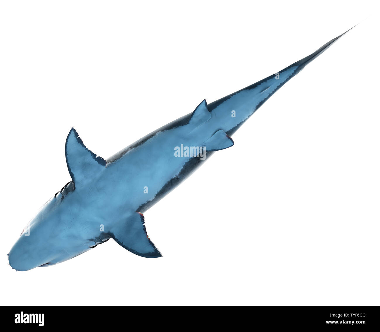 3d reso illustrazione di un grande squalo bianco Foto Stock