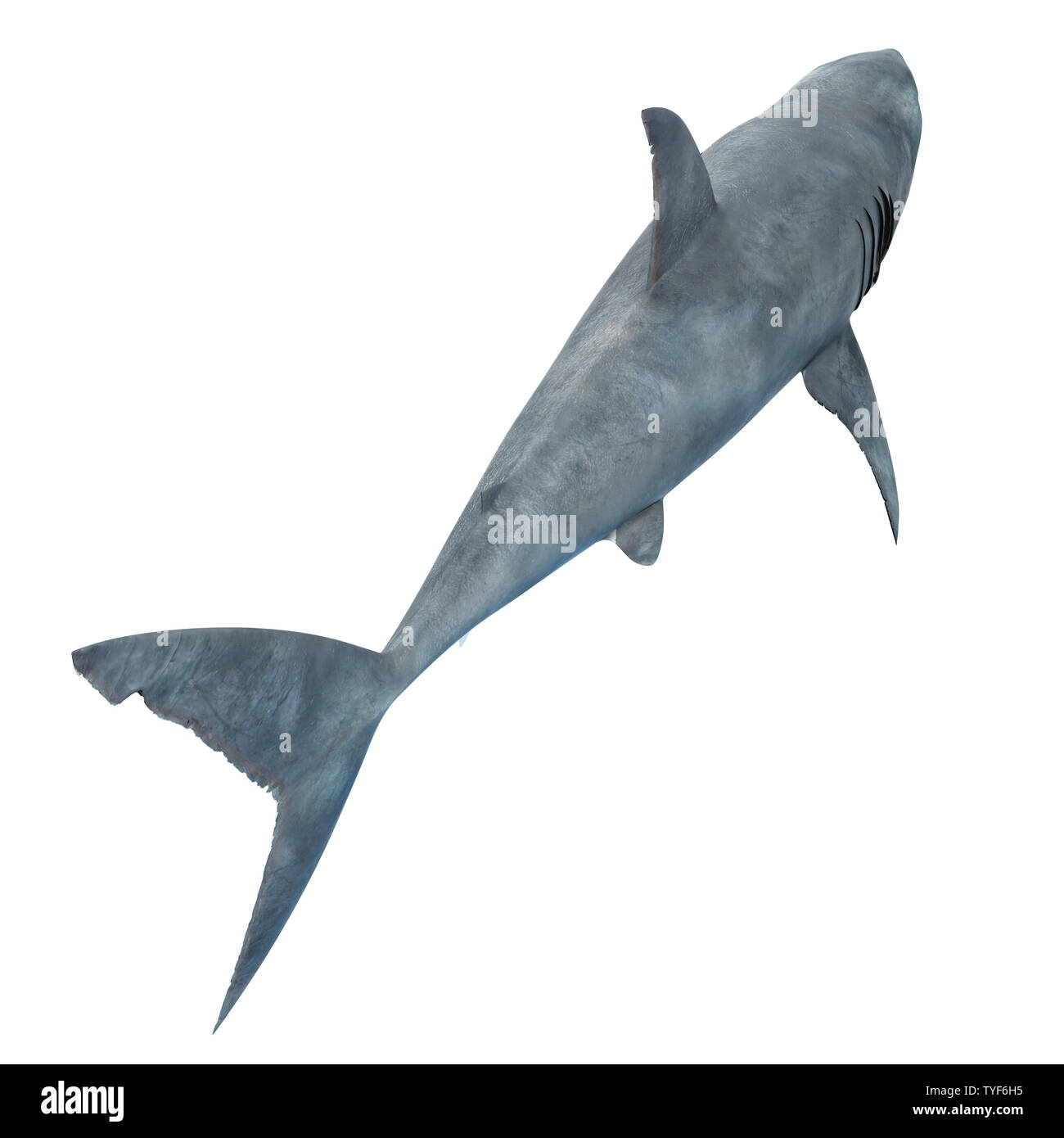 3d reso illustrazione di un grande squalo bianco Foto Stock