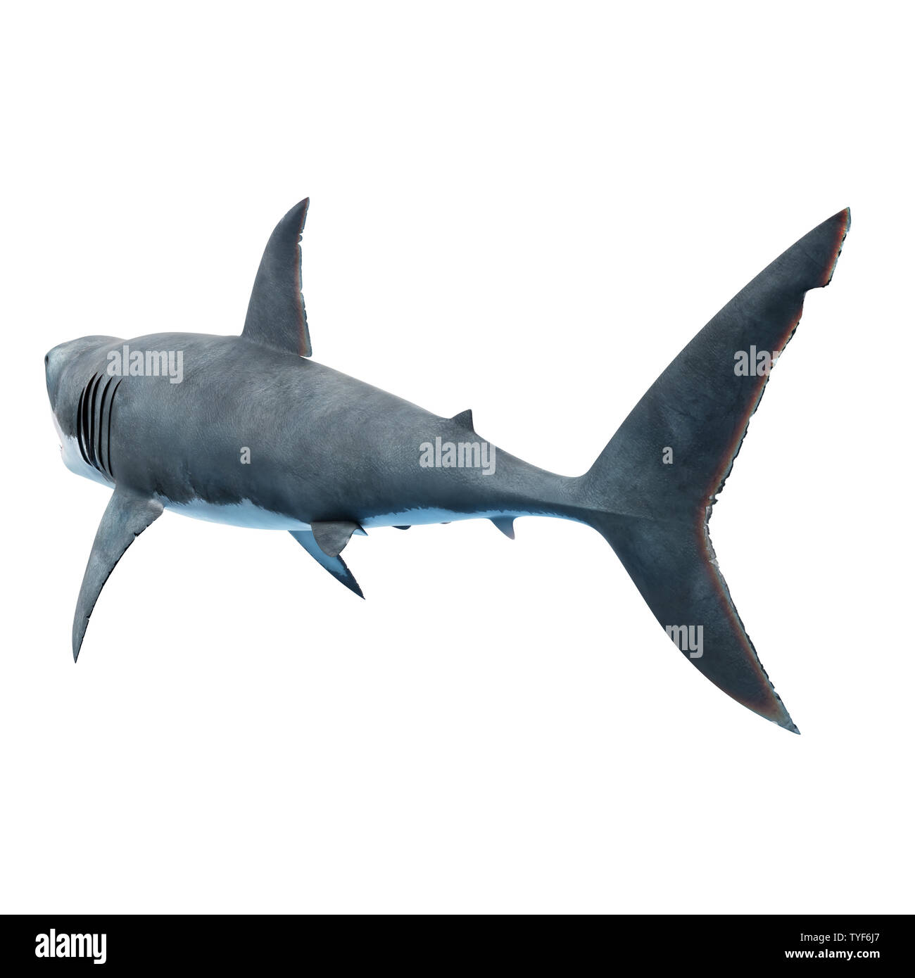 3d reso illustrazione di un grande squalo bianco Foto Stock