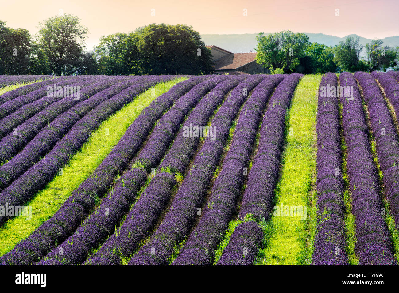 Lavanda depositata sulla collina di sera Foto Stock
