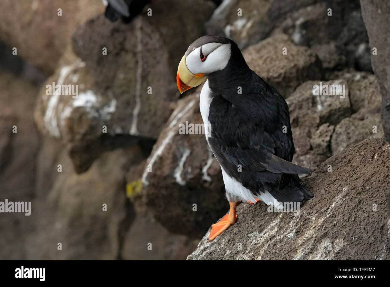 Cornuto puffin Foto Stock