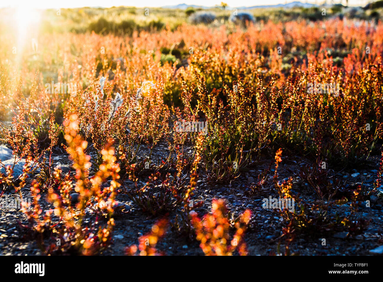 Scenario argentino Foto Stock