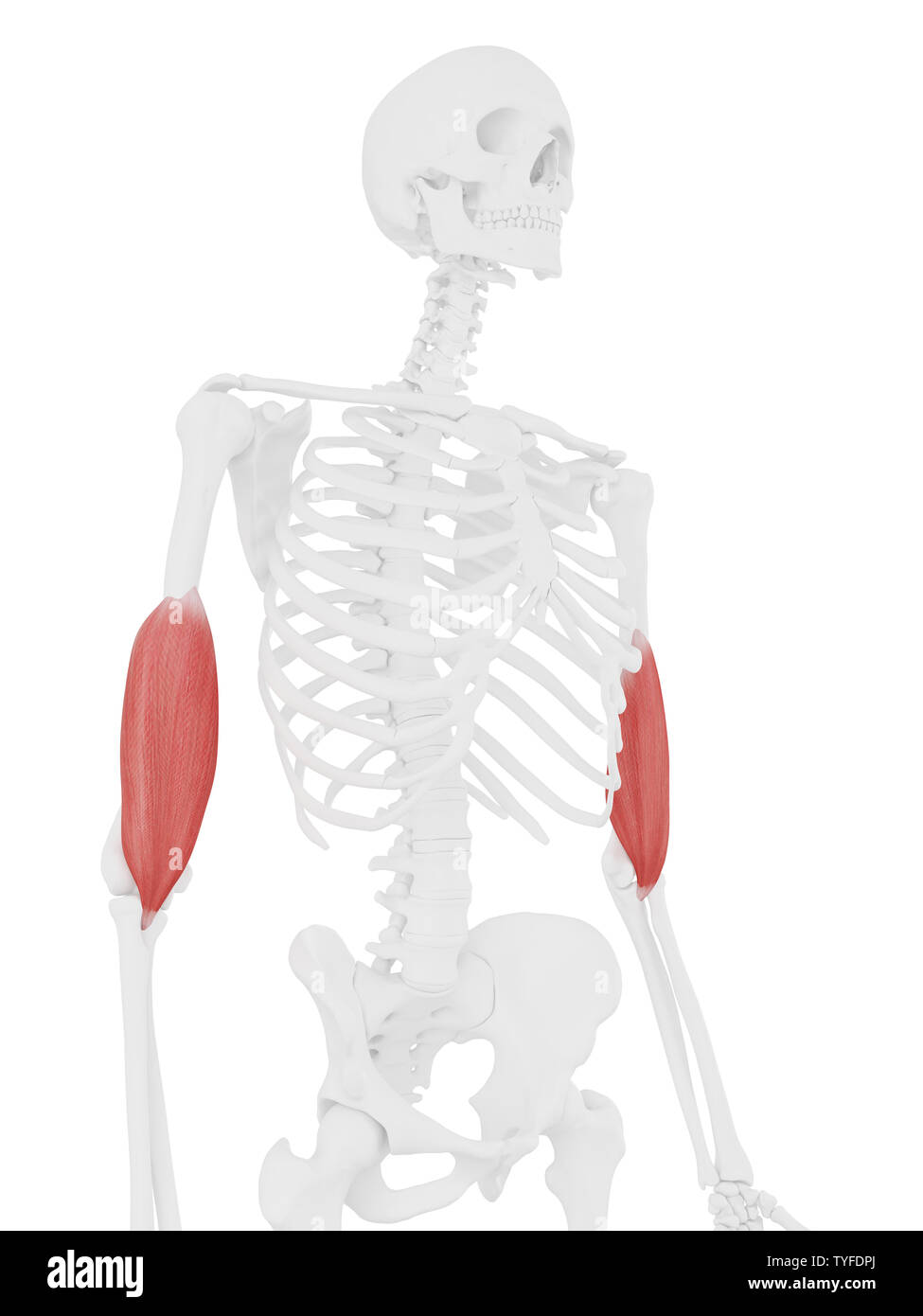 3D Rendering accurato dal punto di vista medico illustrazione del Brachialis Foto Stock