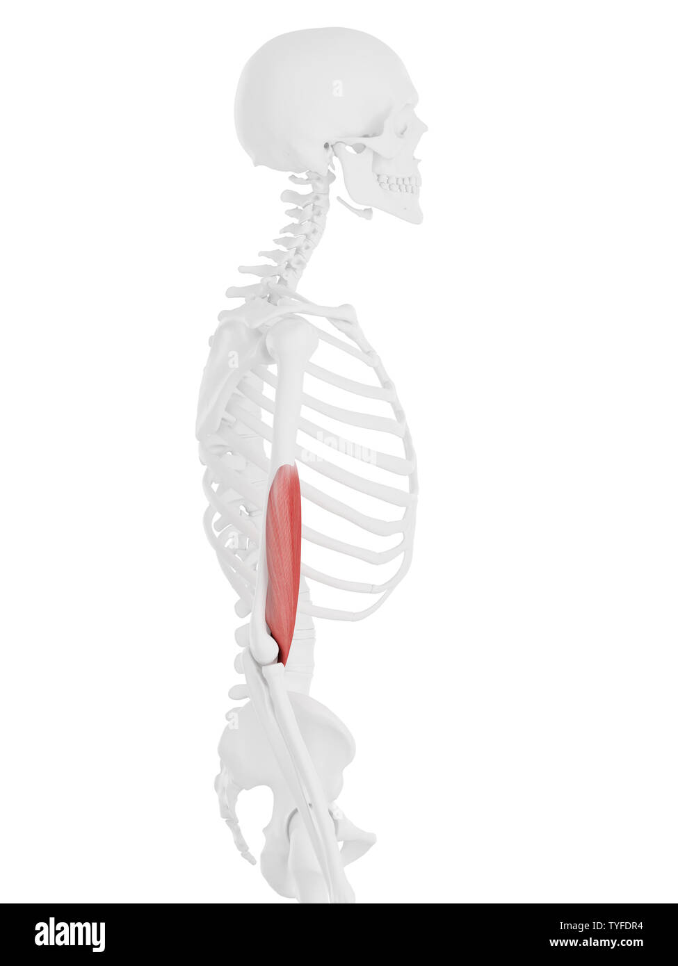 3D Rendering accurato dal punto di vista medico illustrazione del Brachialis Foto Stock