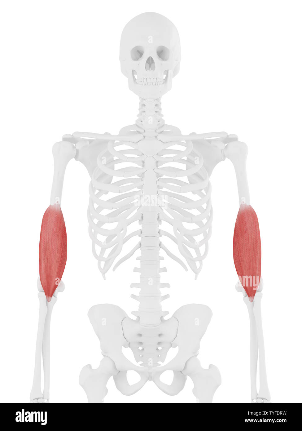 3D Rendering accurato dal punto di vista medico illustrazione del Brachialis Foto Stock