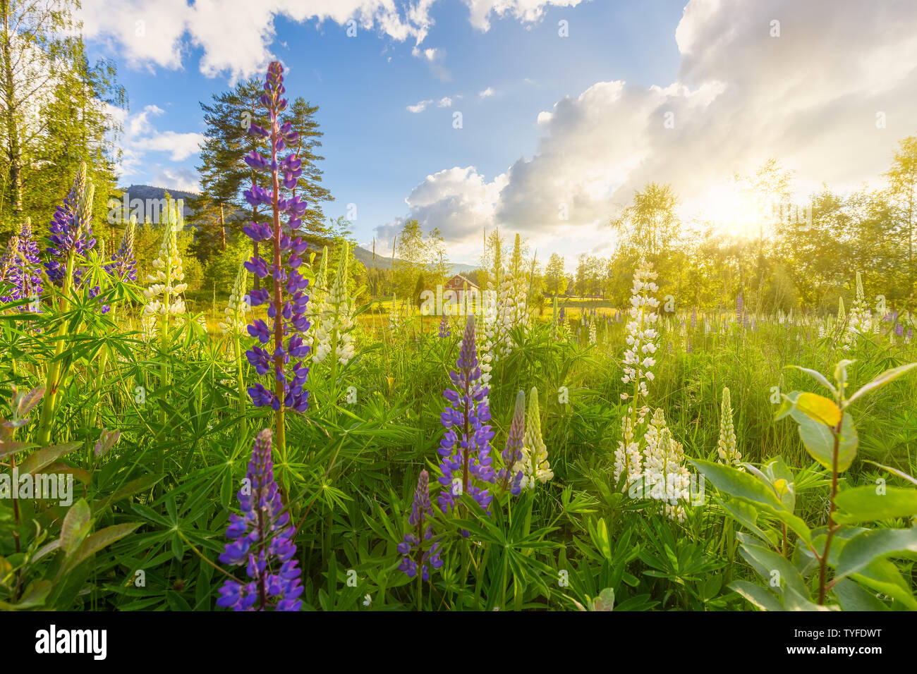 Wild e lupini colorati in un fresco verde campo in Norvegia con gli ultimi raggi di sole che splende attraverso gli alberi ed un cielo blu con nuvole bianche. Foto Stock Wild e lupini colorati in un fresco verde campo in Norvegia con gli ultimi raggi di sole che splende attraverso gli alberi ed un cielo blu con nuvole bianche. Foto Stock