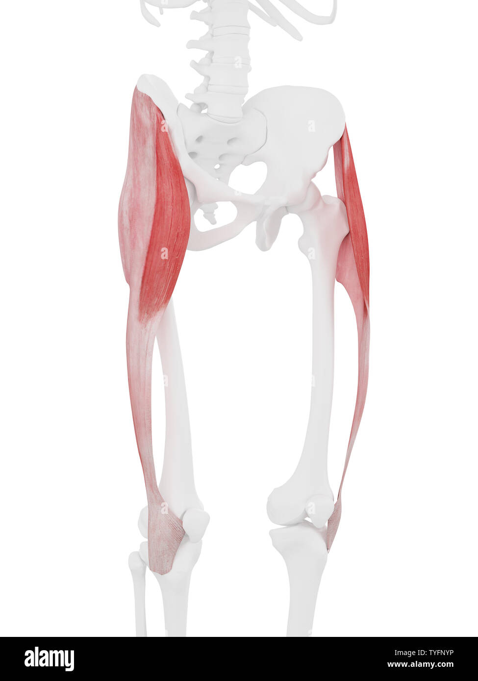 3D Rendering accurato dal punto di vista medico illustrazione del tensore della fascia Lata Foto Stock