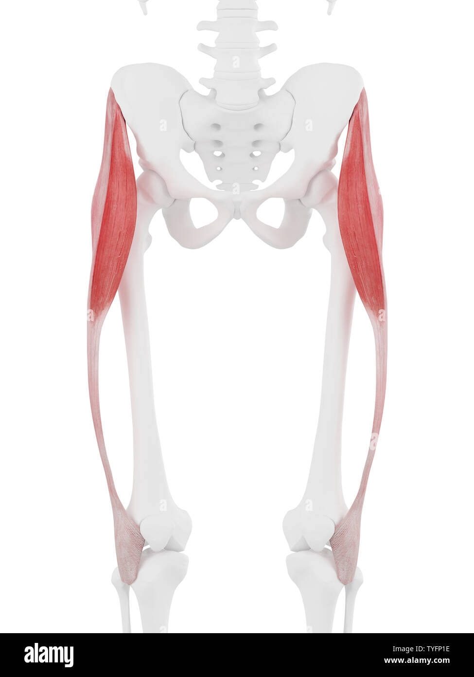 3D Rendering accurato dal punto di vista medico illustrazione del tensore della fascia Lata Foto Stock