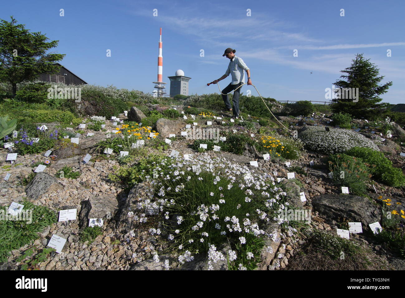 Schierke, Germania. Il 26 giugno, 2019. Brocken giardiniere Holger Bührig alimenta le rare piante di montagna sul Brocken con acqua. Le piante del giardino Brocken devono essere innaffiate giornalmente nei giorni caldi. Credito: Matthias Bein/dpa-Zentralbild/dpa/Alamy Live News Credito: dpa picture alliance/Alamy Live News Foto Stock