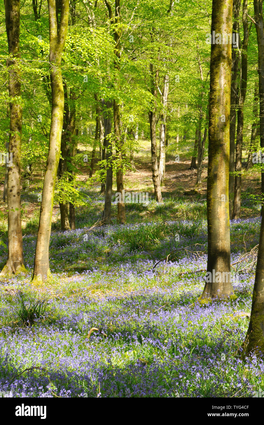 Bluebells sunlite in boschi di faggio convogliare una tranquilla,tranquilla sensazione di assistere il benessere generale. Somerset.UK Foto Stock