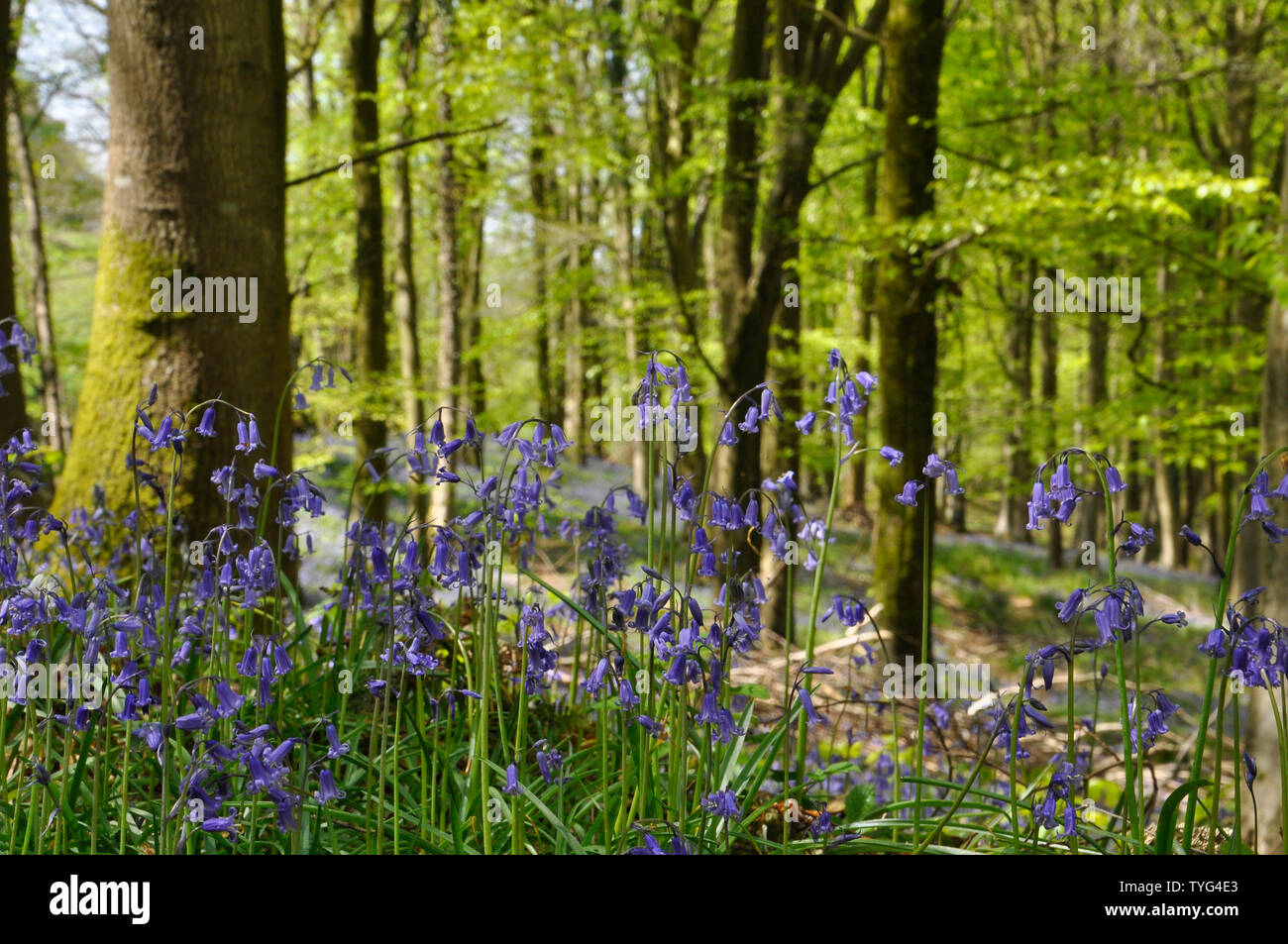 Bluebells sunlite in boschi di faggio convogliare un tranquillo,tranquilla sensazione di assistere il benessere generale. Somerset.UK Foto Stock