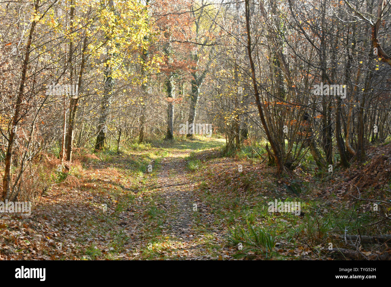 Luce del sole di autunno porta mellow di colori su una via attraverso un bosco il convogliamento di un tranquillo,tranquilla sensazione di assistere il benessere generale.Somerset.UK Foto Stock