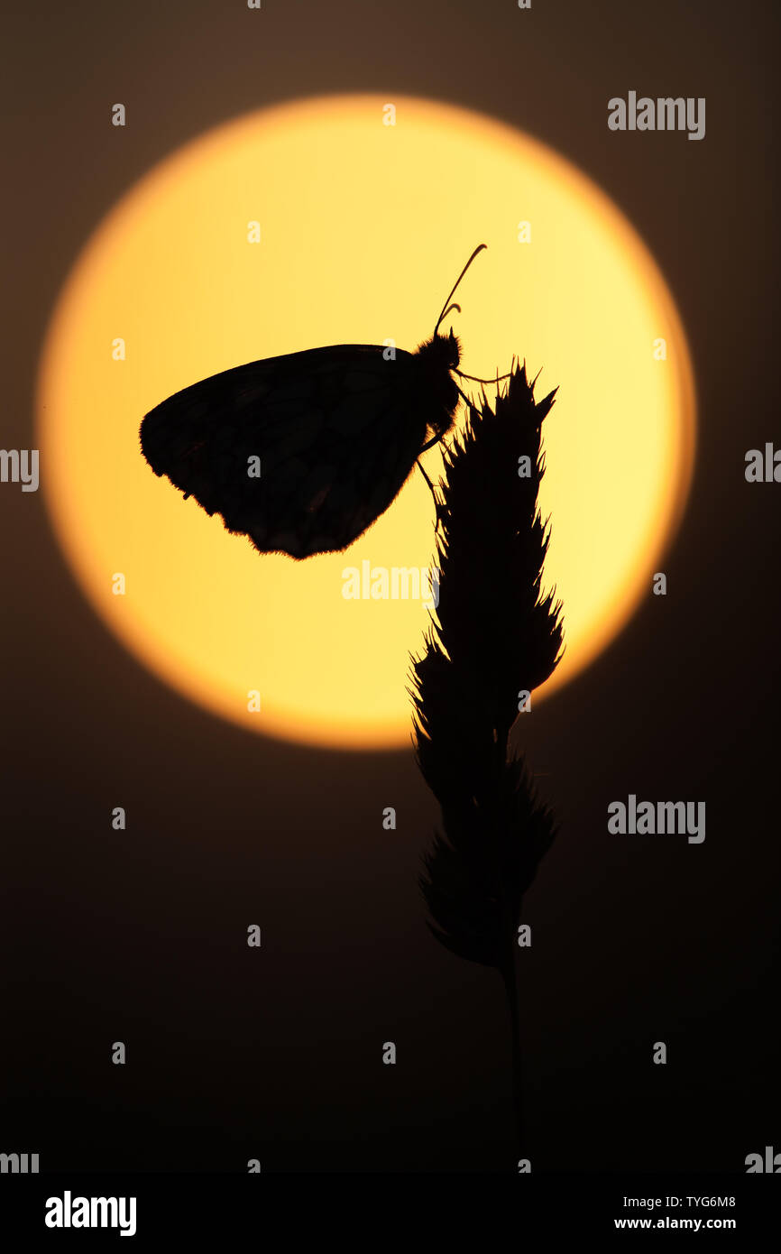 Un bianco marmo farfalla in silhouette contro l'anello eseguire, Hampshire, Regno Unito Foto Stock