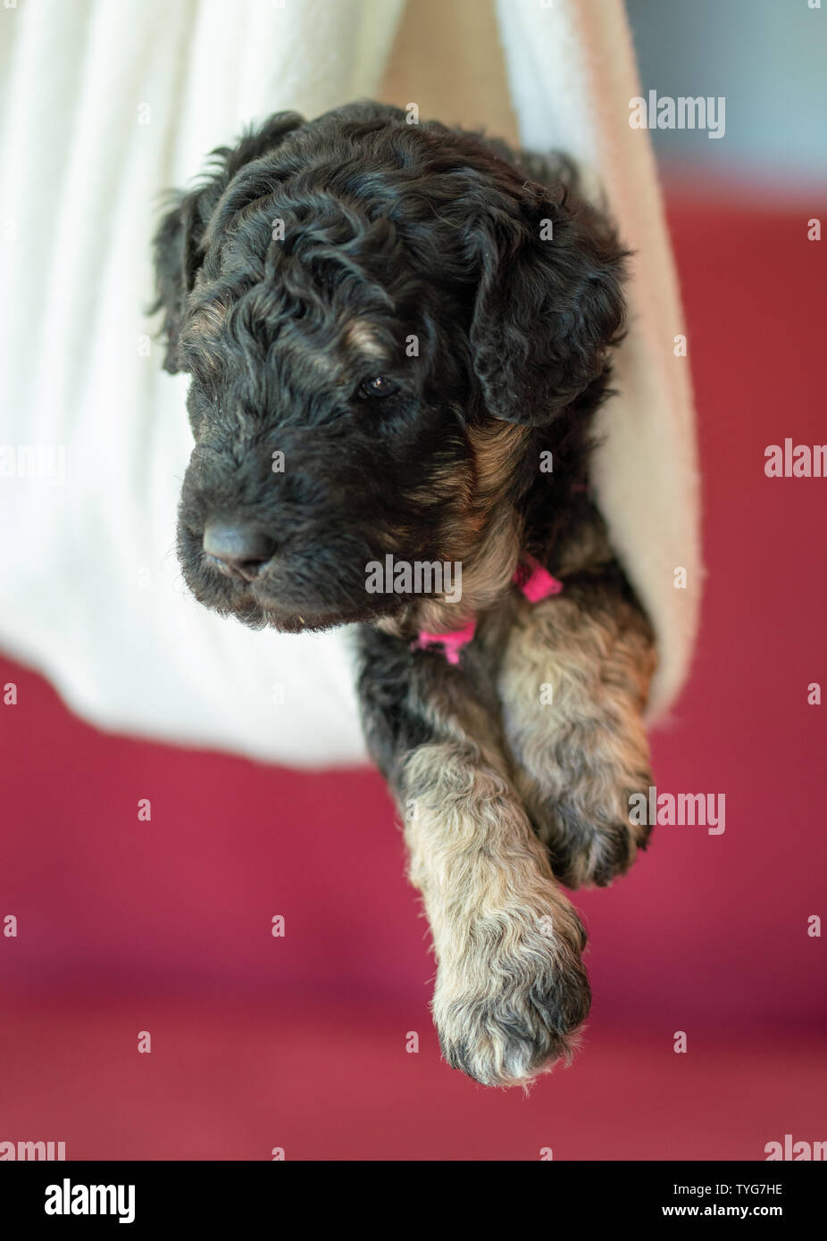 Neonato adorabile golden doodle cucciolo posa in una coperta suono addormentato. Foto Stock