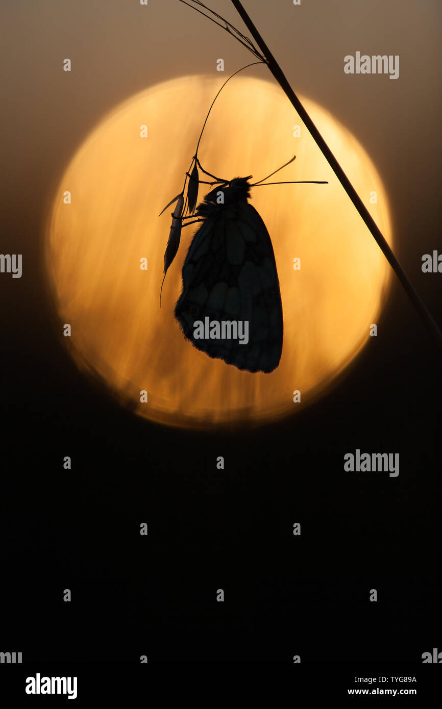 Un bianco marmo farfalla in silhouette contro l'anello eseguire, Hampshire, Regno Unito Foto Stock
