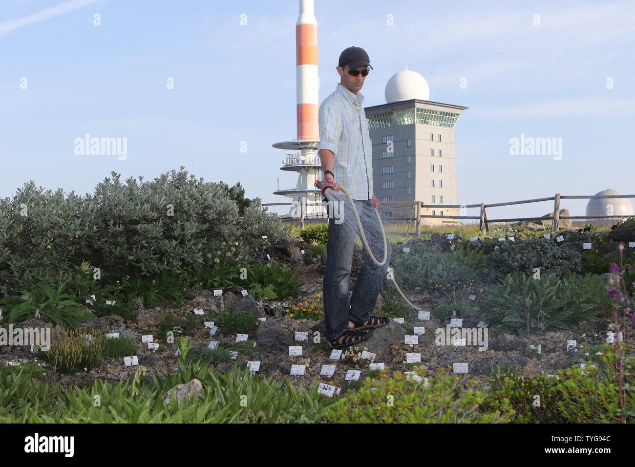 Schierke, Germania. Il 26 giugno, 2019. Brocken giardiniere Holger Bührig alimenta le rare piante di montagna sul Brocken con acqua. Le piante del giardino Brocken devono essere innaffiate giornalmente nei giorni caldi. Credito: Matthias Bein/dpa-Zentralbild/dpa/Alamy Live News Credito: dpa picture alliance/Alamy Live News Foto Stock