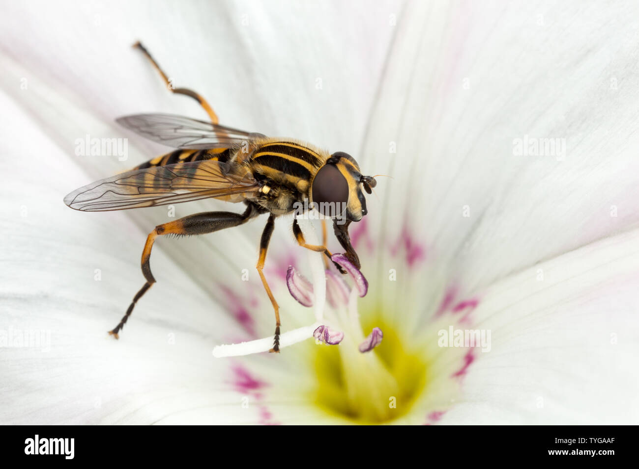 Una mosca di hover si nutre sul nettare dall'interno di una testa di fiore. Foto Stock